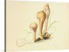 "Illustrations of British Mycology Plate 62 (1847-1855)", Anna Maria Hussey
