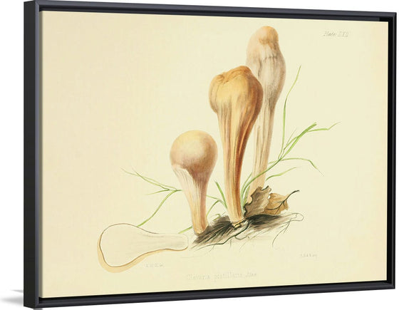 "Illustrations of British Mycology Plate 62 (1847-1855)", Anna Maria Hussey