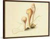 "Illustrations of British Mycology Plate 62 (1847-1855)", Anna Maria Hussey