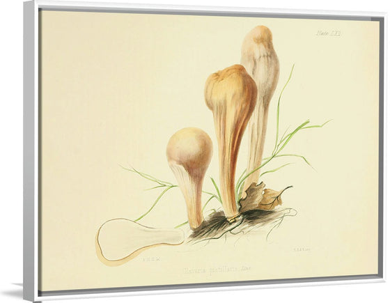 "Illustrations of British Mycology Plate 62 (1847-1855)", Anna Maria Hussey