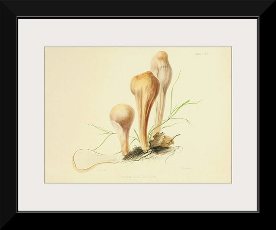 "Illustrations of British Mycology Plate 62 (1847-1855)", Anna Maria Hussey