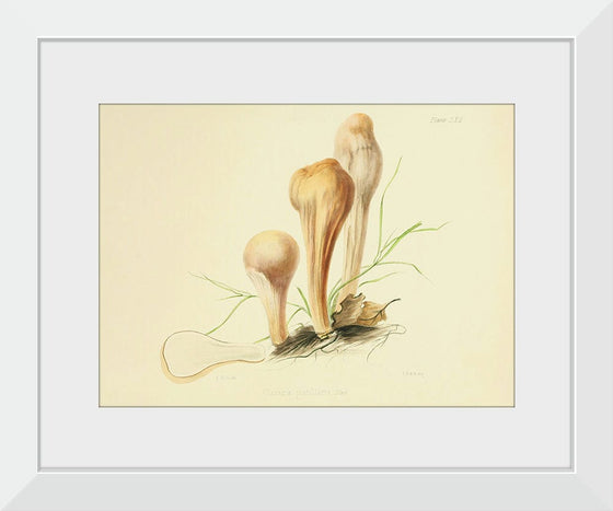 "Illustrations of British Mycology Plate 62 (1847-1855)", Anna Maria Hussey