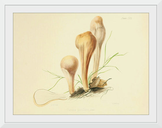 "Illustrations of British Mycology Plate 62 (1847-1855)", Anna Maria Hussey