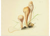 "Illustrations of British Mycology Plate 62 (1847-1855)", Anna Maria Hussey