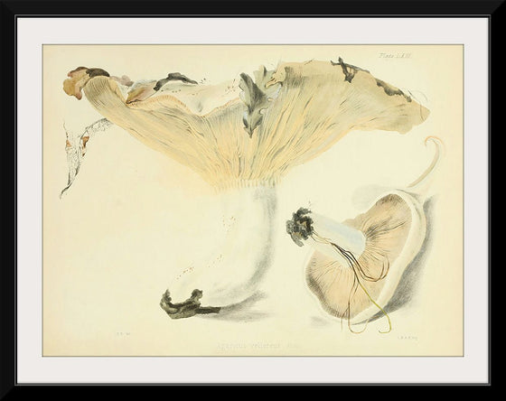 "Illustrations of British Mycology Plate 63 (1847-1855)", Anna Maria Hussey
