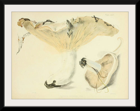 "Illustrations of British Mycology Plate 63 (1847-1855)", Anna Maria Hussey