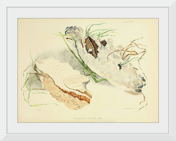 "Illustrations of British Mycology Plate 64 (1847-1855)", Anna Maria Hussey