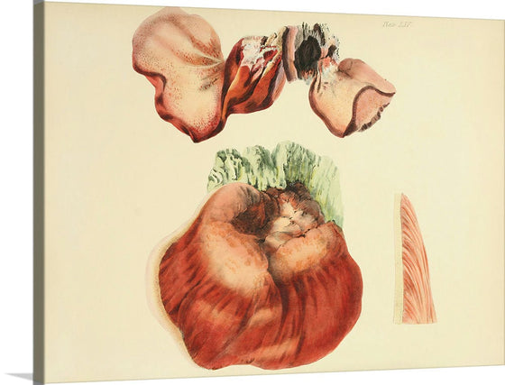 "Illustrations of British Mycology Plate 65 (1847-1855)", Anna Maria Hussey