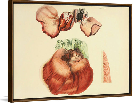 "Illustrations of British Mycology Plate 65 (1847-1855)", Anna Maria Hussey