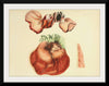 "Illustrations of British Mycology Plate 65 (1847-1855)", Anna Maria Hussey