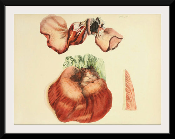 "Illustrations of British Mycology Plate 65 (1847-1855)", Anna Maria Hussey