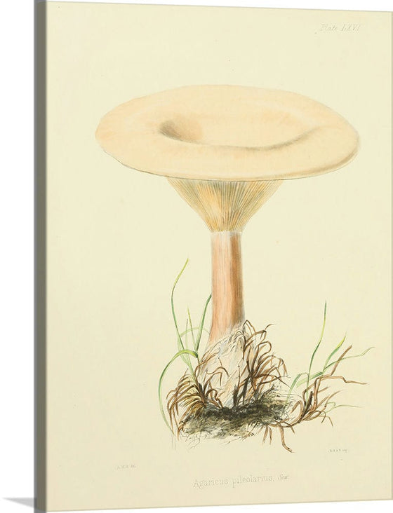 "Illustrations of British Mycology Plate 66 (1847-1855)", Anna Maria Hussey