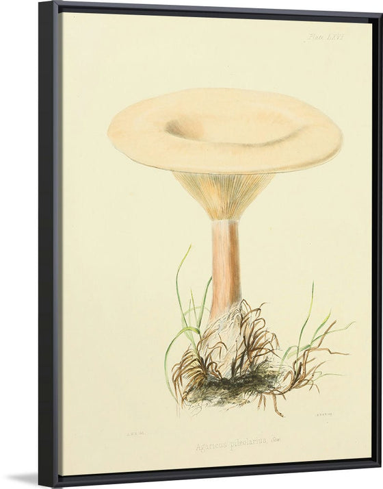 "Illustrations of British Mycology Plate 66 (1847-1855)", Anna Maria Hussey