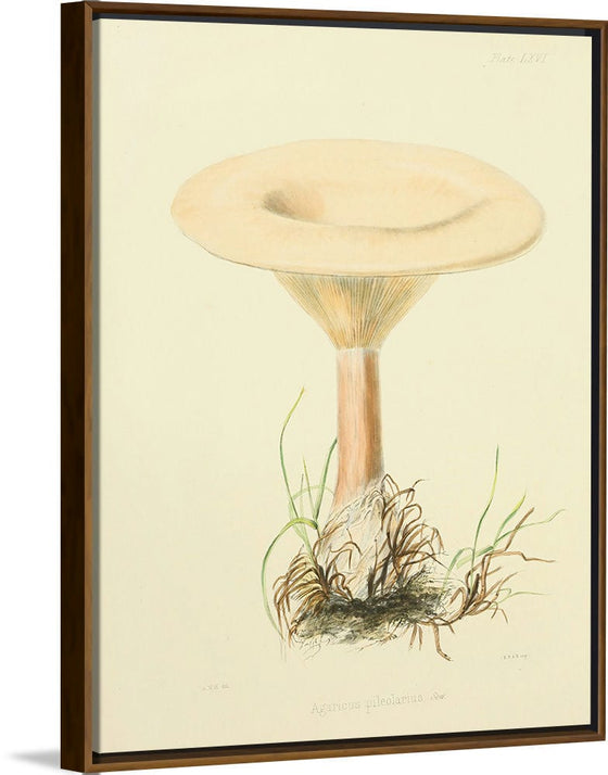 "Illustrations of British Mycology Plate 66 (1847-1855)", Anna Maria Hussey