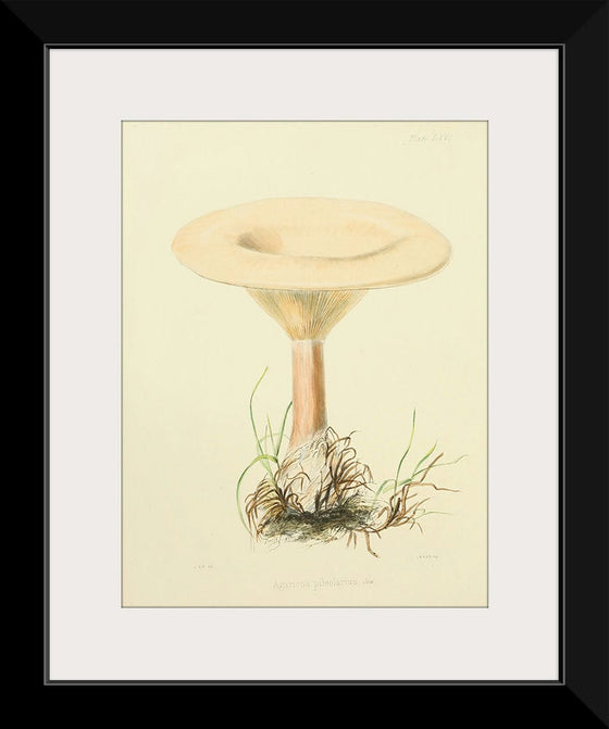 "Illustrations of British Mycology Plate 66 (1847-1855)", Anna Maria Hussey