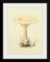 "Illustrations of British Mycology Plate 66 (1847-1855)", Anna Maria Hussey