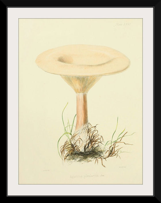 "Illustrations of British Mycology Plate 66 (1847-1855)", Anna Maria Hussey