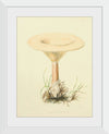 "Illustrations of British Mycology Plate 66 (1847-1855)", Anna Maria Hussey