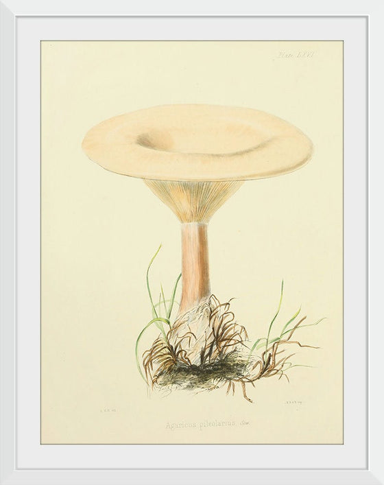 "Illustrations of British Mycology Plate 66 (1847-1855)", Anna Maria Hussey