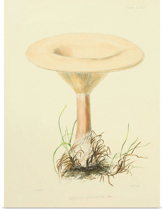 "Illustrations of British Mycology Plate 66 (1847-1855)", Anna Maria Hussey