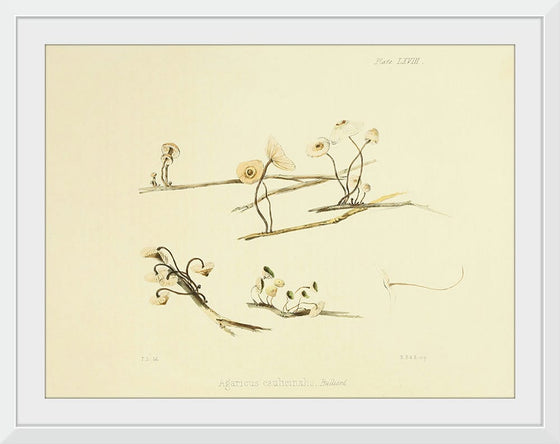 "Illustrations of British Mycology Plate 68 (1847-1855)", Anna Maria Hussey
