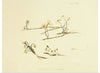 "Illustrations of British Mycology Plate 68 (1847-1855)", Anna Maria Hussey