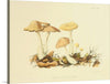 "Illustrations of British Mycology Plate 69 (1847-1855)", Anna Maria Hussey