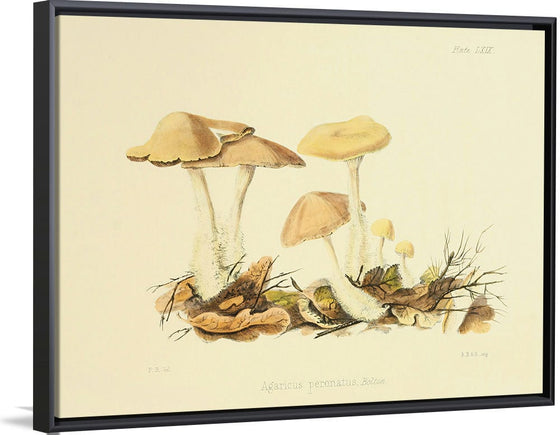 "Illustrations of British Mycology Plate 69 (1847-1855)", Anna Maria Hussey