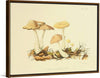 "Illustrations of British Mycology Plate 69 (1847-1855)", Anna Maria Hussey