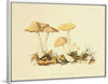 "Illustrations of British Mycology Plate 69 (1847-1855)", Anna Maria Hussey