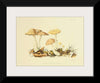 "Illustrations of British Mycology Plate 69 (1847-1855)", Anna Maria Hussey