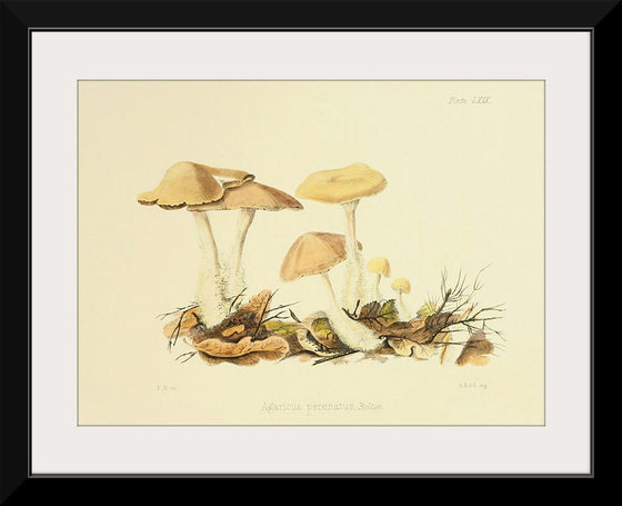 "Illustrations of British Mycology Plate 69 (1847-1855)", Anna Maria Hussey