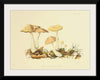 "Illustrations of British Mycology Plate 69 (1847-1855)", Anna Maria Hussey