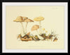 "Illustrations of British Mycology Plate 69 (1847-1855)", Anna Maria Hussey