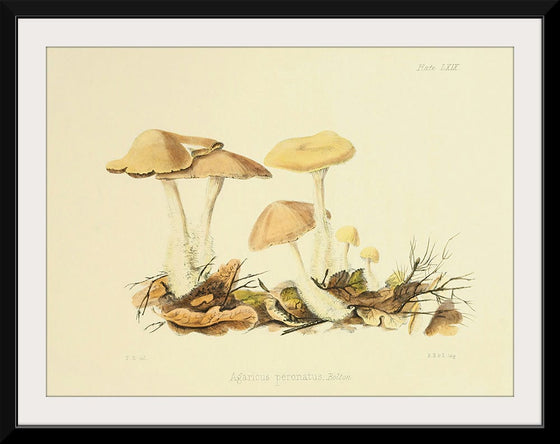 "Illustrations of British Mycology Plate 69 (1847-1855)", Anna Maria Hussey