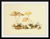 "Illustrations of British Mycology Plate 69 (1847-1855)", Anna Maria Hussey