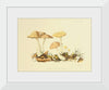 "Illustrations of British Mycology Plate 69 (1847-1855)", Anna Maria Hussey