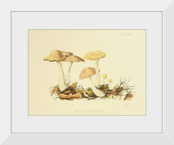 "Illustrations of British Mycology Plate 69 (1847-1855)", Anna Maria Hussey