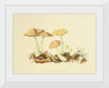 "Illustrations of British Mycology Plate 69 (1847-1855)", Anna Maria Hussey