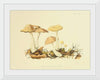 "Illustrations of British Mycology Plate 69 (1847-1855)", Anna Maria Hussey