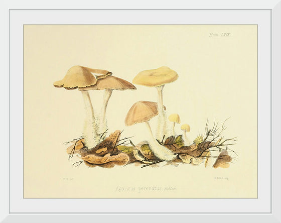 "Illustrations of British Mycology Plate 69 (1847-1855)", Anna Maria Hussey