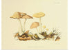 "Illustrations of British Mycology Plate 69 (1847-1855)", Anna Maria Hussey