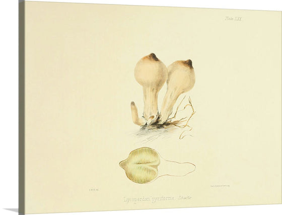 "Illustrations of British Mycology Plate 70 (1847-1855)", Anna Maria Hussey