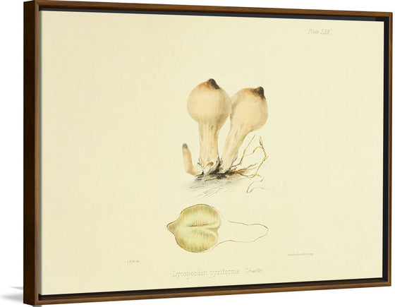 "Illustrations of British Mycology Plate 70 (1847-1855)", Anna Maria Hussey