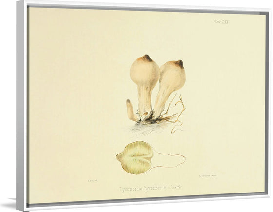 "Illustrations of British Mycology Plate 70 (1847-1855)", Anna Maria Hussey