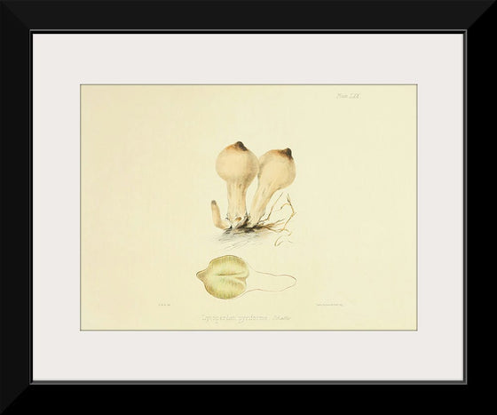 "Illustrations of British Mycology Plate 70 (1847-1855)", Anna Maria Hussey