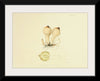 "Illustrations of British Mycology Plate 70 (1847-1855)", Anna Maria Hussey