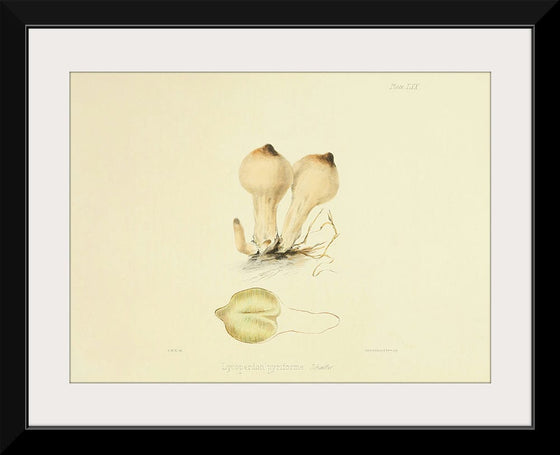 "Illustrations of British Mycology Plate 70 (1847-1855)", Anna Maria Hussey