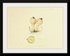 "Illustrations of British Mycology Plate 70 (1847-1855)", Anna Maria Hussey