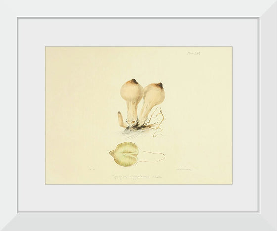 "Illustrations of British Mycology Plate 70 (1847-1855)", Anna Maria Hussey